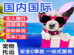 昭苏天马空运公司国际宠物托运 【国